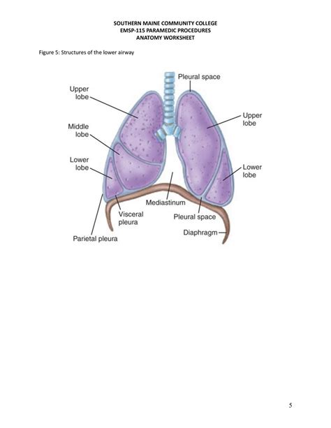 Figure 5 Structures Of The Lower Airway Diagram Quizlet