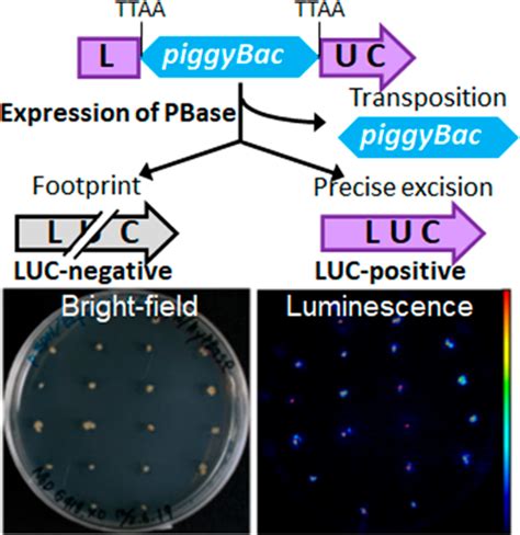 Precise Genetic Engineering With PiggyBac Transposon In Plants