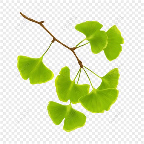 Ginkgo Biloba Ginkgo Biloba Leaves Autumn Leaves Png Image Image And