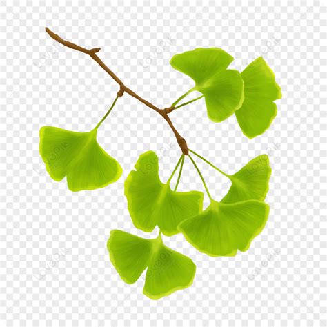 Plants Growing Clipart Transparent Png Hd Ginkgo Biloba Growing Plant