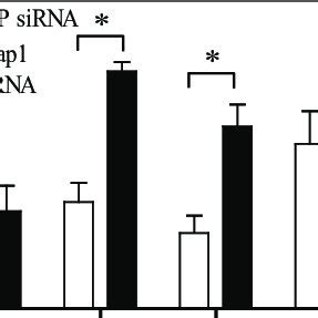 Depletion Of Keap Reduces Mitoq Induced Autophagy And Increases