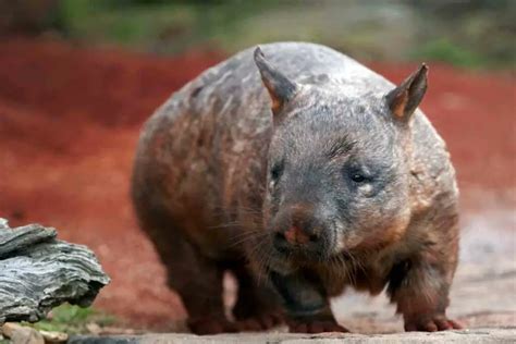 Wombat Facts For Kids Perfect For School Homework And Projects