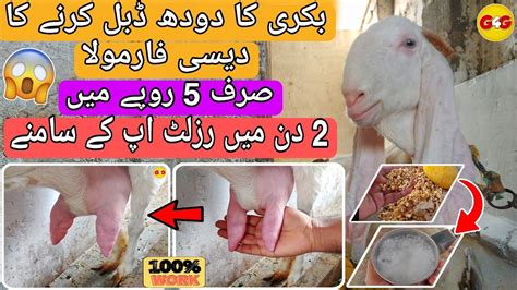 Bakri Ka Doodh Badhane Ka Tarika How To Increase Goat Milk Home