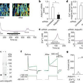 Adiponectin Induced Ca2 Influx Is Required For CaMKK And AMPK