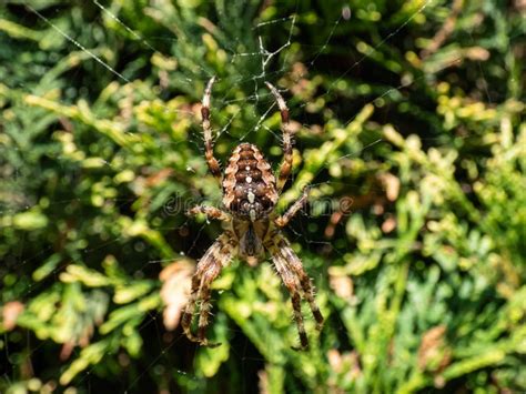 Gran Ara A De Jard N Europeo Marr N Cruza Orbweaver Araneus Diadematus