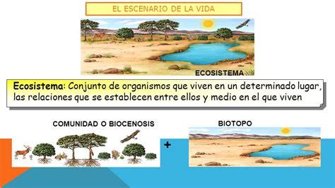 Un Lugar Para Aprender En QUINTO Los Ecosistemas