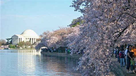 History behind DC’s cherry blossoms began years before trees ever took ...