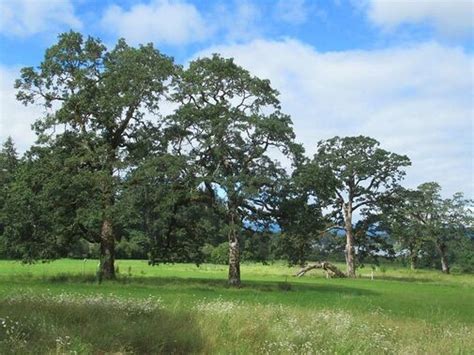 Oregon Trees - Native Oregon Plants