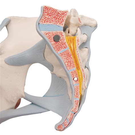 Pelvis Femenina Con Ligamentos Con Secci N Media Sagital A Trav S De