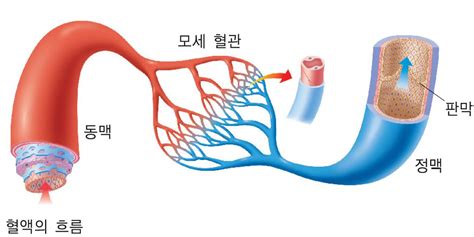 금성출판사 티칭백과