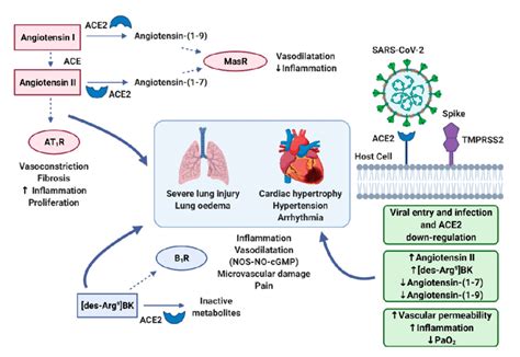 RAAS And Bradykinin Systems In SAR CoV 2 Infection SARS CoV 2