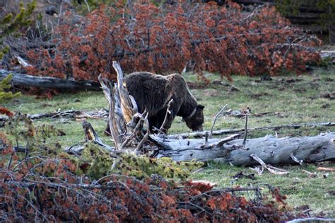 Yellowstone – Canyon Village – Camper Chronicles