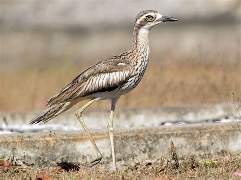 Bush Stone Curlew Ebird