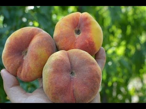 Инжирный персик Свит Багел (Sweet Bagel) persikovod.com - YouTube