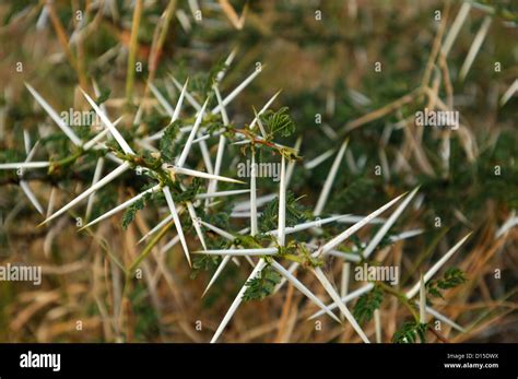 Acacia thorns hi-res stock photography and images - Alamy