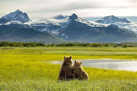 Alaska S Secret Katmai Coast Brown Bear Haven Touristsecrets