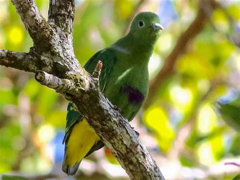 16 Birds Found In Negros Occidental The Worlds Rarest Birds