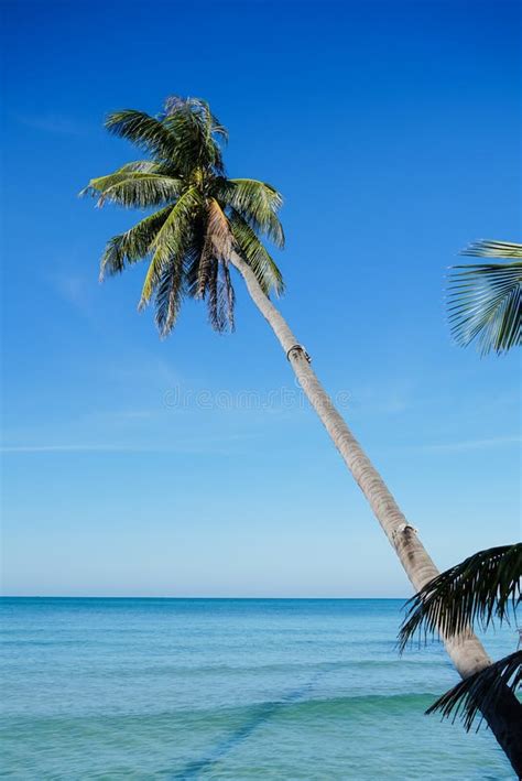 Altos Cocoteros En La Zona De La Playa Con Un Cielo Despejado Al Fondo