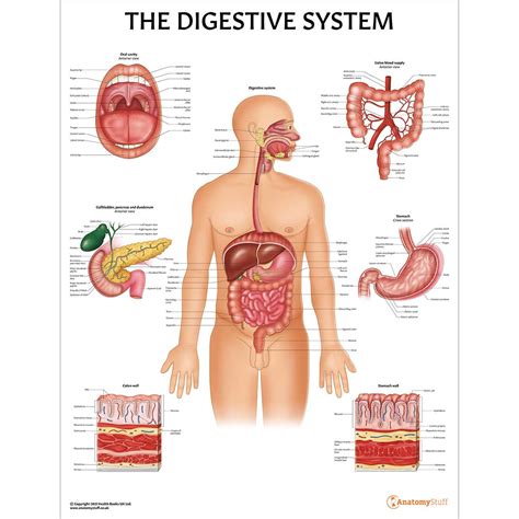 Human Anatomy Digestive System Diagram