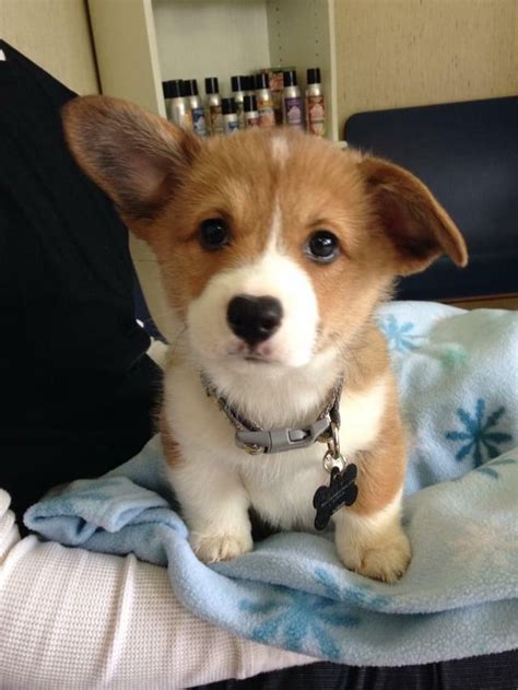 First visit to the vet : r/corgi