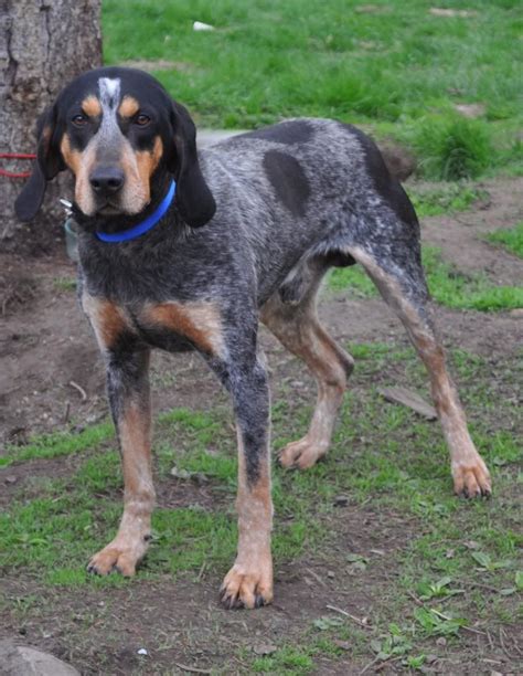 Pin On Blue Tick Coonhound