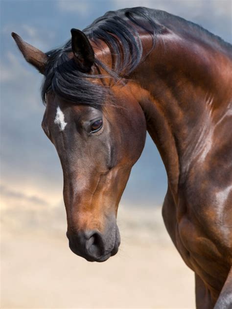 Bay Horse Color - Genetics, Shades, Breeds & Famous Bay Horses ...