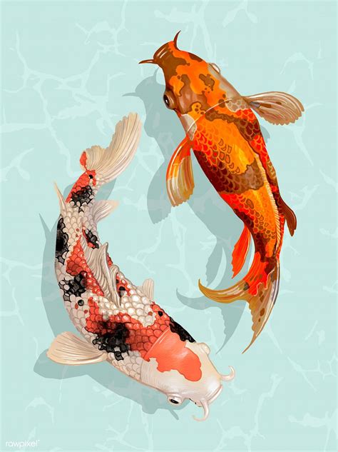 Two Japanese Koi fish swimming | free image by rawpixel.com | Рыбные ...