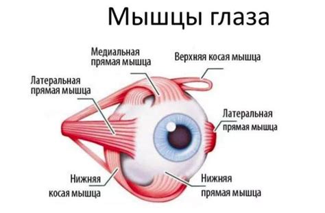 Тренировка глазных мышц: упражнения для расслабления, гимнастика для ...