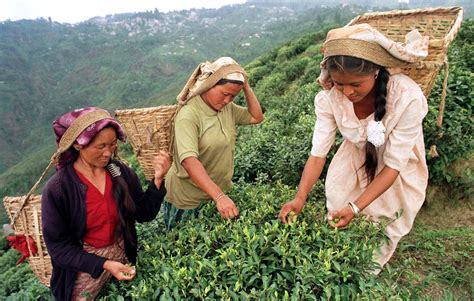 India’s Tea Gardens Expose The Terrible Working Conditions Of Labourers | Youth Ki Awaaz