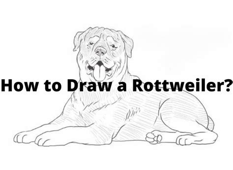 How to Draw a Rottweiler? 16 Easy Steps - Animal Pedias