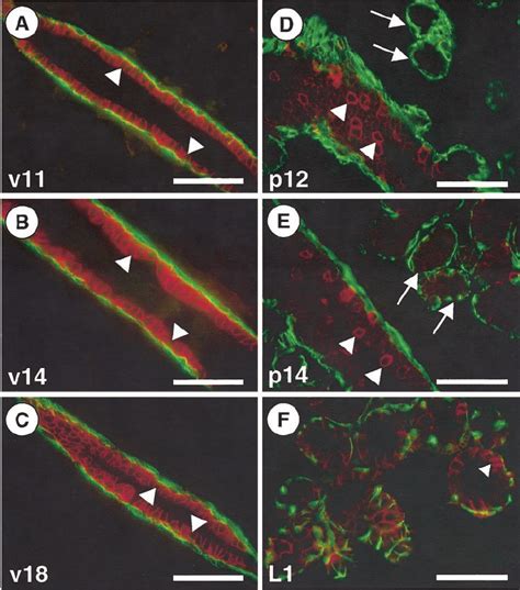 Immunolocalization Of Nkcc Protein During Mammary Gland Development