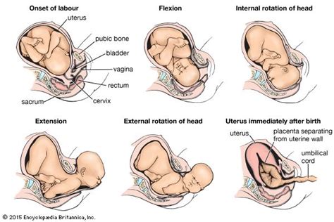 Birth Fetal Position Passage Canal Britannica