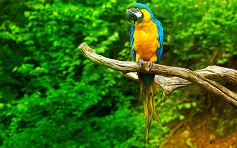 🔥 [70+] Parrot Wallpapers | WallpaperSafari