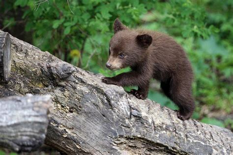 When Are Black Bear Cubs Born - Nada Tallie