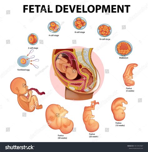 Vektor Stok Stages Human Embryonic Development Illustration Tanpa