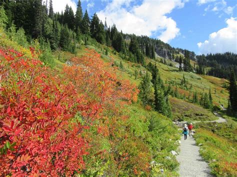 Paradise Glacier Visit Rainier