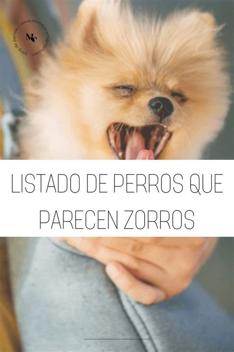 Perros que parecen zorros Perros Zorro Perro doméstico