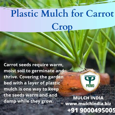 Mulchindia Plastic Mulch For Carrot Crop Mulch India Call