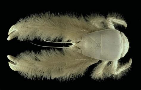 The Yeti Crab Kiwa Hirsuta This Crustacean Lives Near Hydrothermal