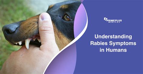 Understanding Rabies Symptoms in Humans - Prime Plus Medical