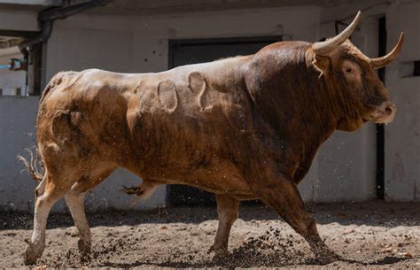 Orden De Lidia De Los Toros De Garcigrande Para Bilbao TorosenelMundo