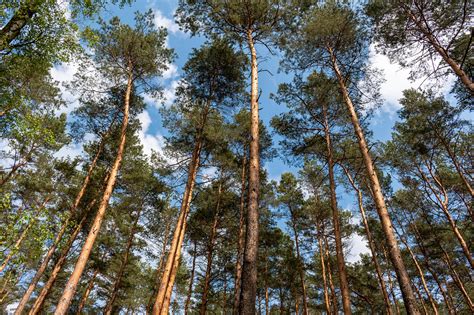Kiefer als Heilpflanze – Anwendung und Wirkung – Naturheilkunde ...