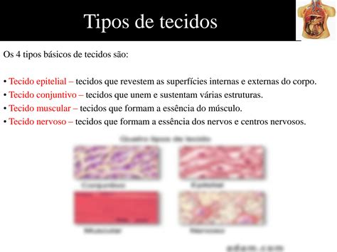 SOLUTION Aula 1 Introdu O A Anatomia Humana Studypool