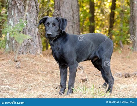 Black Labrador Retriever Adoption Photo Stock Image - Image of humane ...