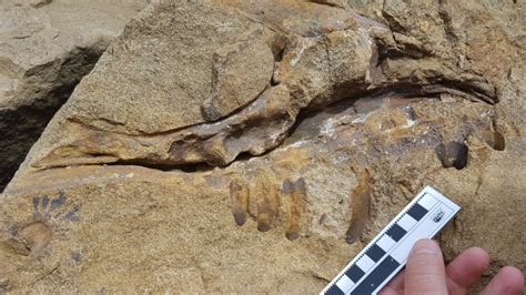 First-ever tyrannosaur skull found in B.C. | CTV News