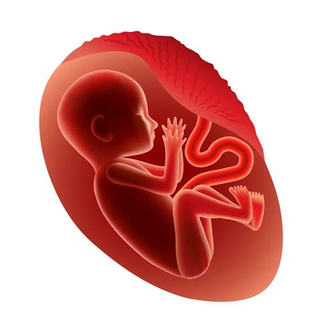 Pregnancy - Stages of Fetal Development - American SPCC