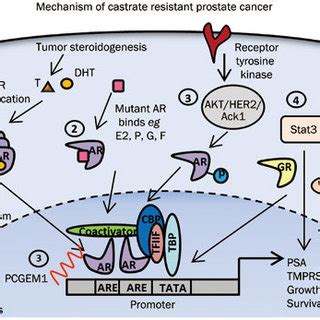 Androgen and AR action in castration-resistant prostate cancer.... | Download Scientific Diagram