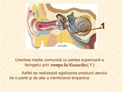 Ppt Urechea Powerpoint Presentation Id4545911