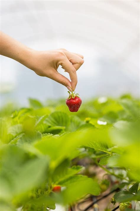 Woman Holding A Juicy Bitten Strawberry Into The Camerastrawberry In