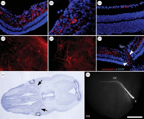 Immunodetection Of Melanopsin And Optic Nerve Tracing In T